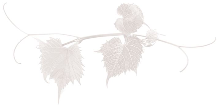 grape-leaves-only